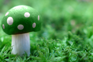 Green Mushroom Wide4658418246 300x200 - Green Mushroom Wide - Wide, Mushroom, green, Fractals